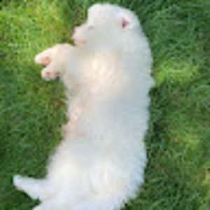 Meet your Posher, Bella